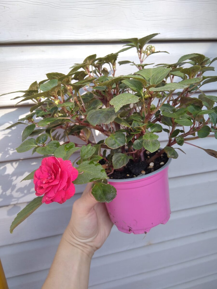 Это один черенок. 