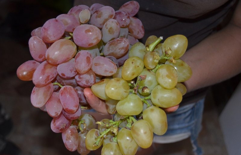 Грозди сладкого винограда.