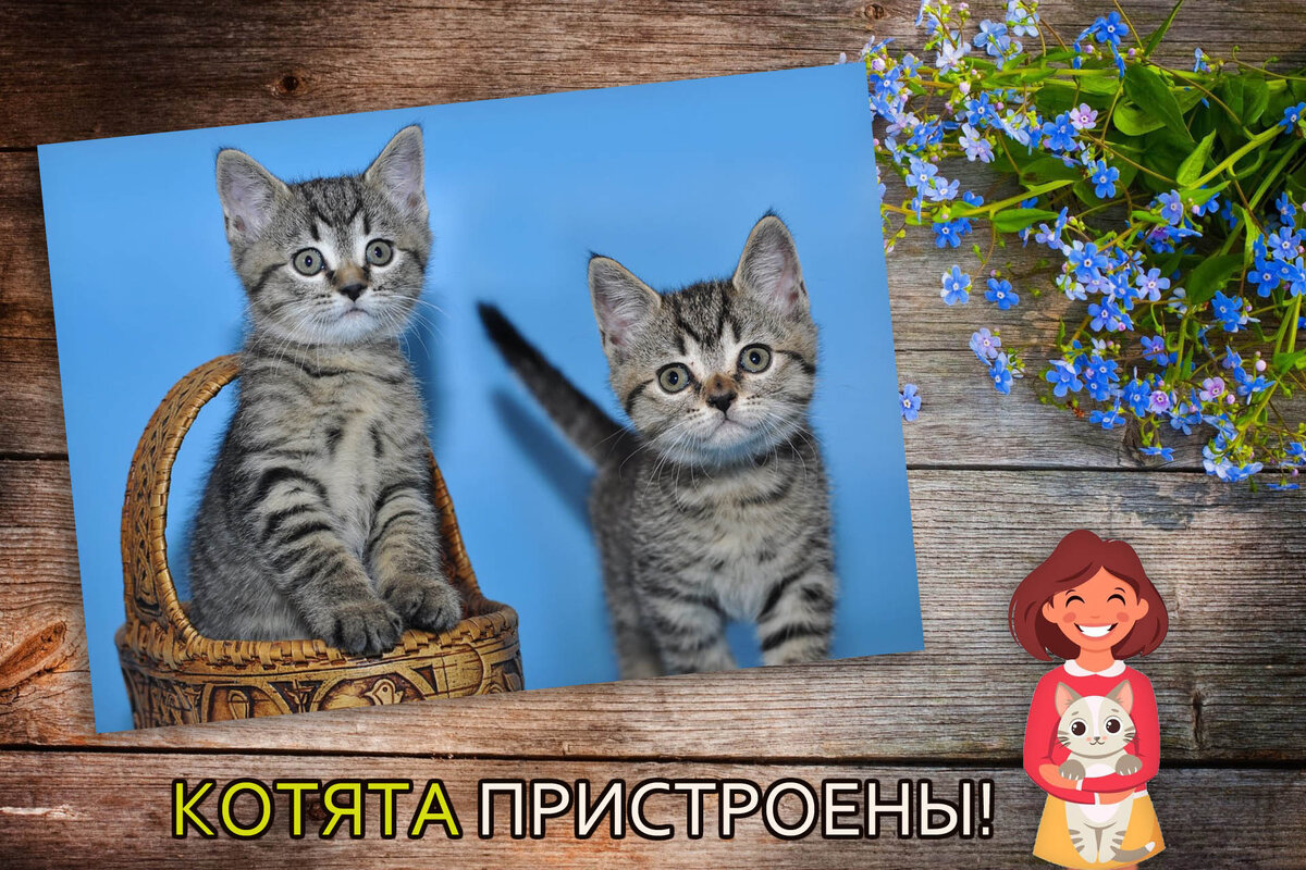 Чудесные братик и сестричка обрели дом! Счастья полосатикам! 💙