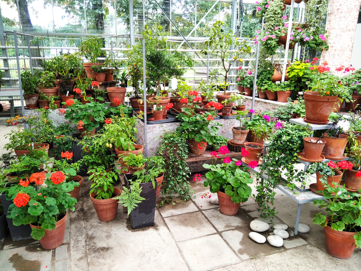 За заднем плане фундамент с декоративными перцами. Народ ими активно интересовался, кстати.  