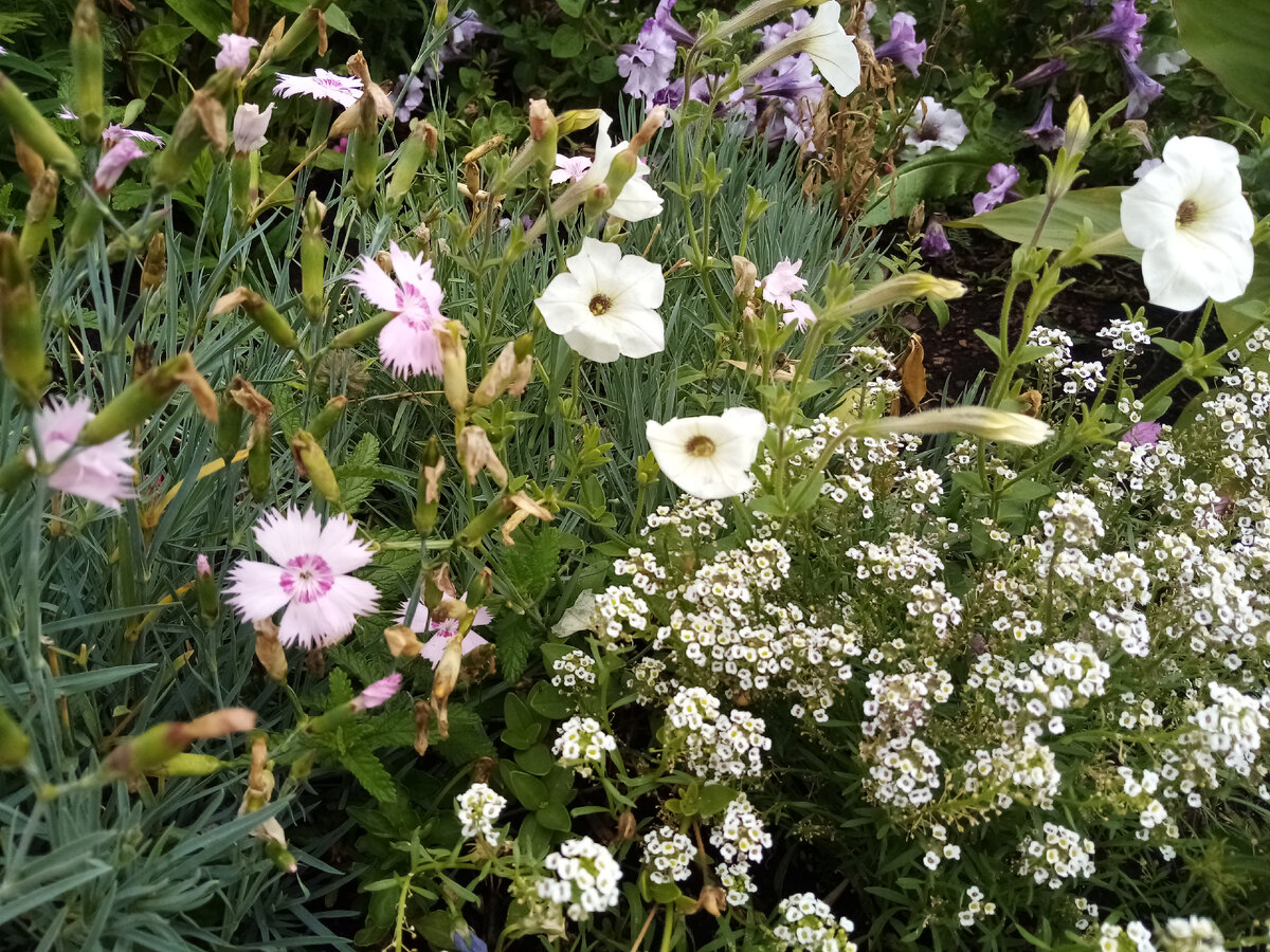 Здесь гвоздики не обрезаны, так как оставила на семена 