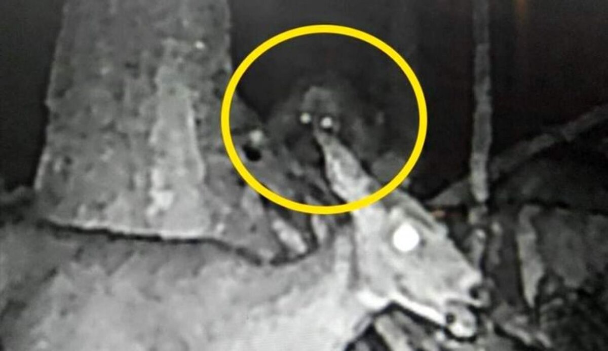 фото йети с эффектом красных глаз