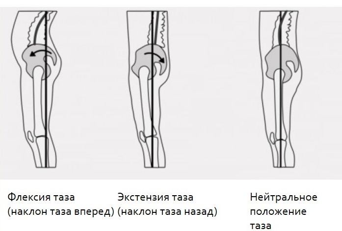 смешные картинки тазов | Дзен