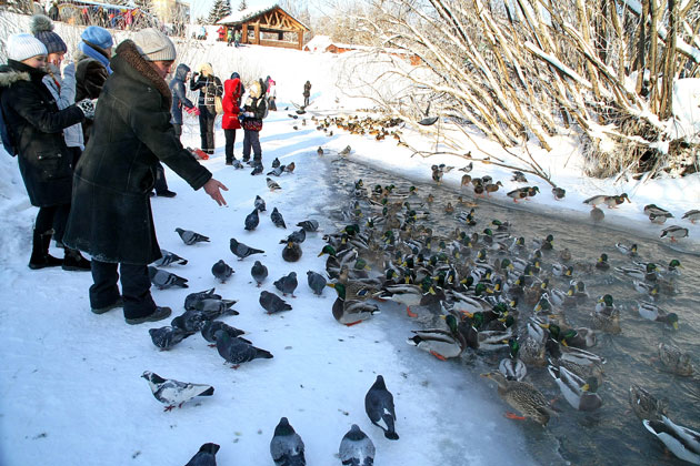 Вот так зимуют утки на Искитимке. Голодным точно никто не останется. 