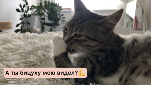 Кот и котёнок умываются. Маленький повторяет за старшим