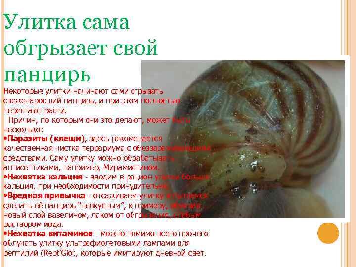 Болезни улитки ахатин и их особенности