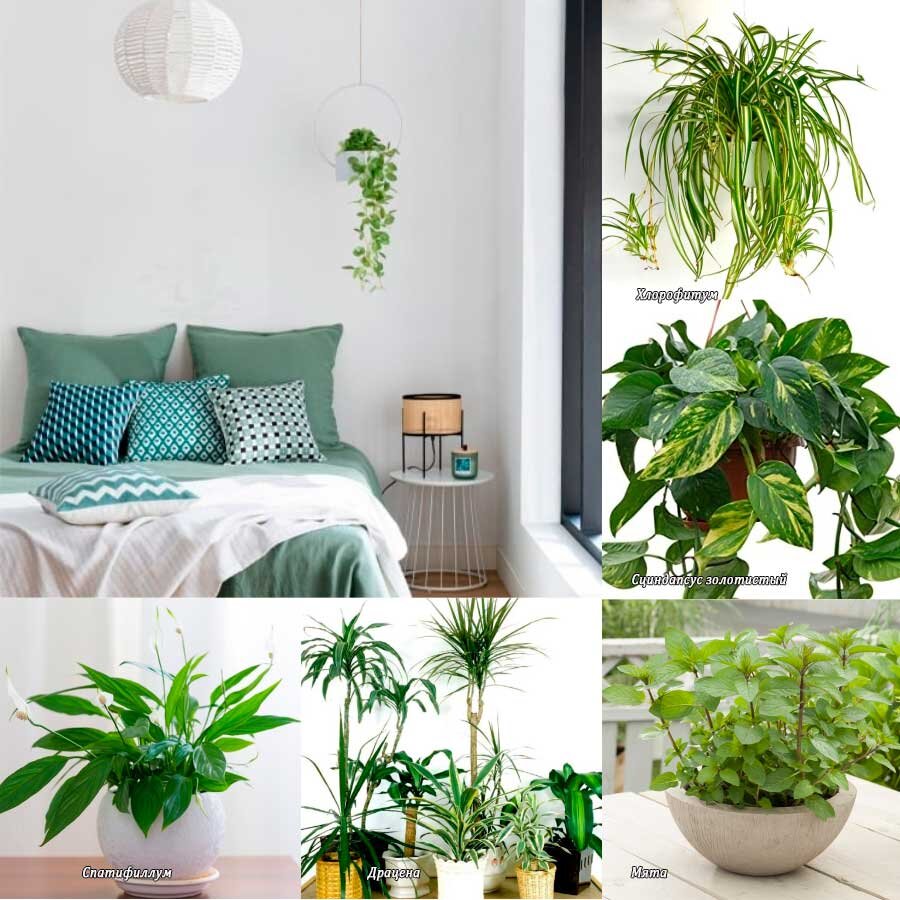 5 лучших комнатных растений для спальни: создайте свою оазисную атмосферу