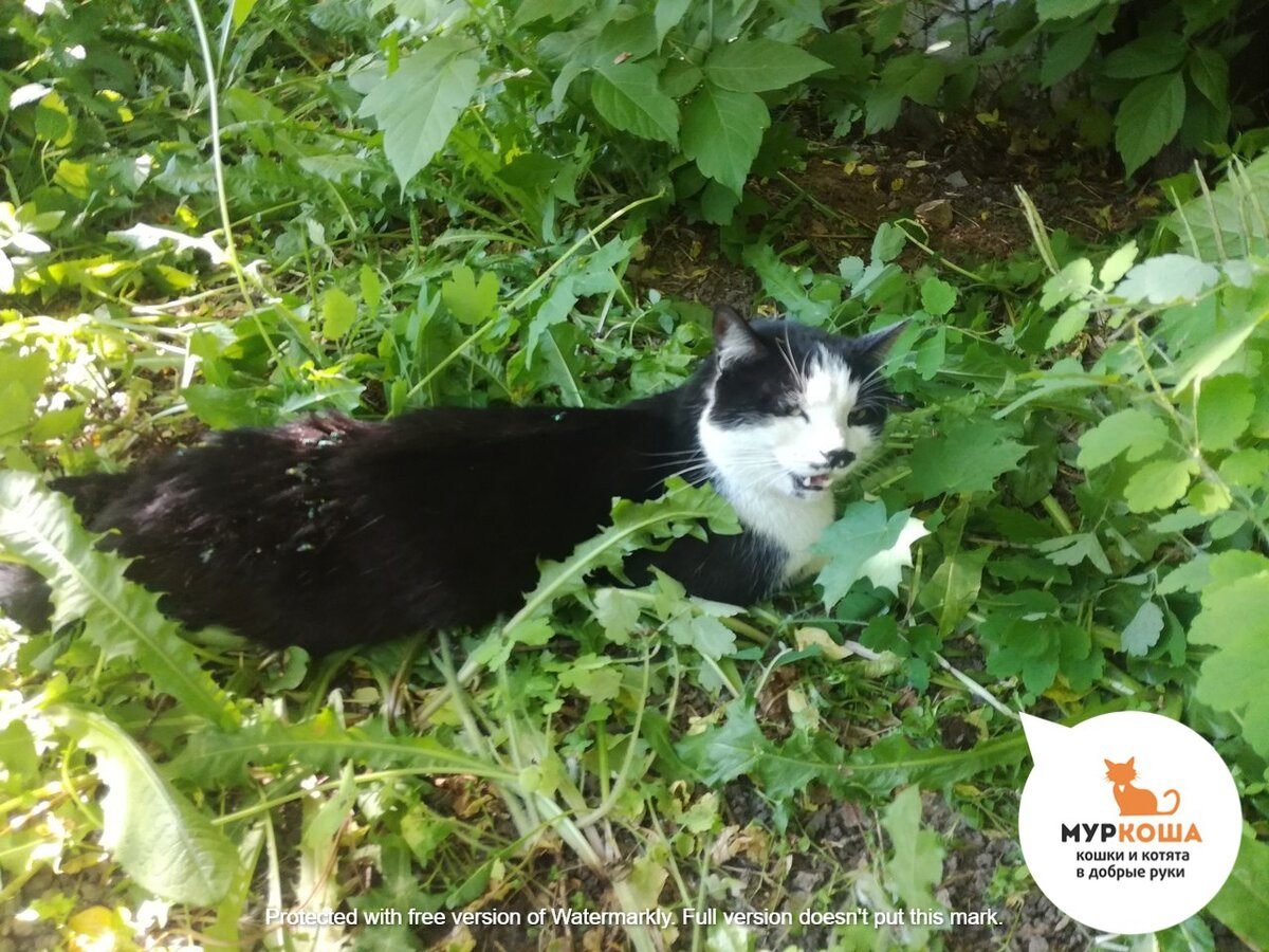 Никитиса нашли в траве...