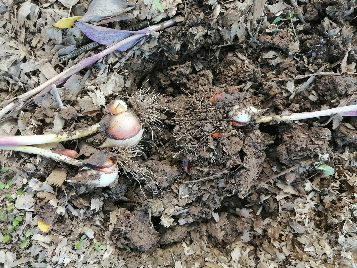 Луковицы тюльпанов с детками. 2023 г.