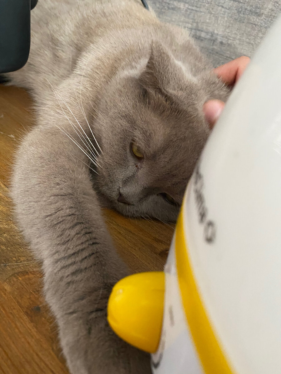 Это он получил люлей, что залез куда нельзя)