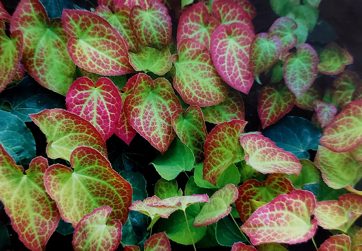 Горянка красная привлекательная круглый год (фото автора канала)