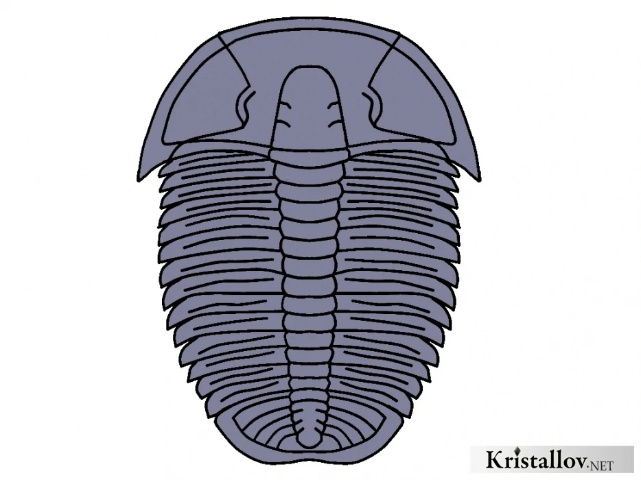 На рисунке изображен трилобит вымершее