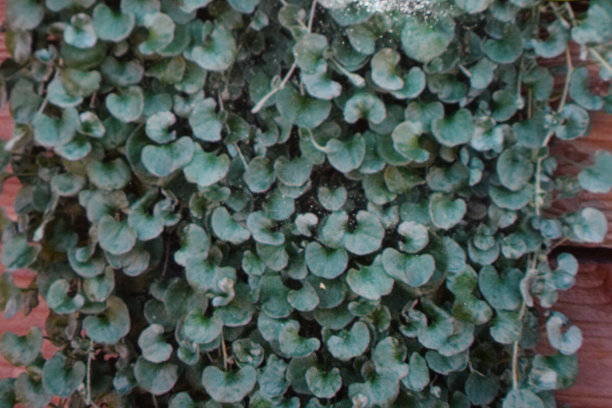 красивая зелень из листьев(фото автора)