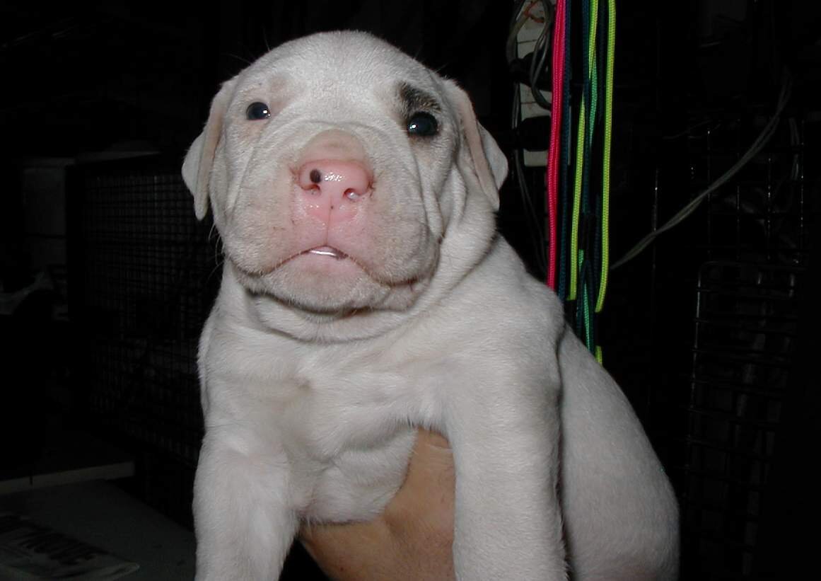 Аргентинский кабачок (Фото: https://www.flickr.com/photos/garras/334456811/)