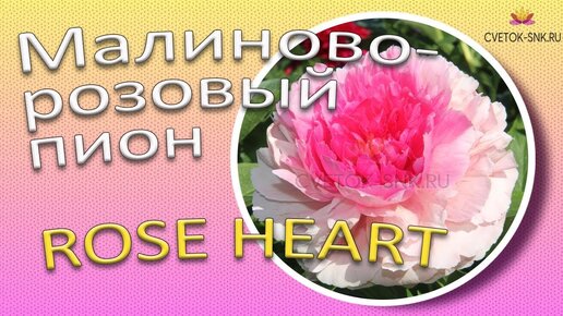 Малиново-розовый пион ROSE HEART / Сад Ворошиловой