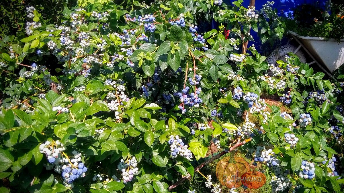 Голубики в прошлом году было много, но она была не крупная.