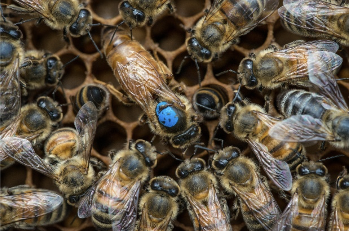 Семья пчел. Пчелиная матка. Королева пчел. Queen Bee. Пчела и ее родственники.