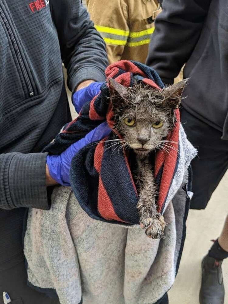 После спасения. Источник фото: https://onashem.mediasole.ru/mordochka_kota_vyglyadyvala_iz_musornogo_baka_s_ogromnymi_ot_straha_glazami2