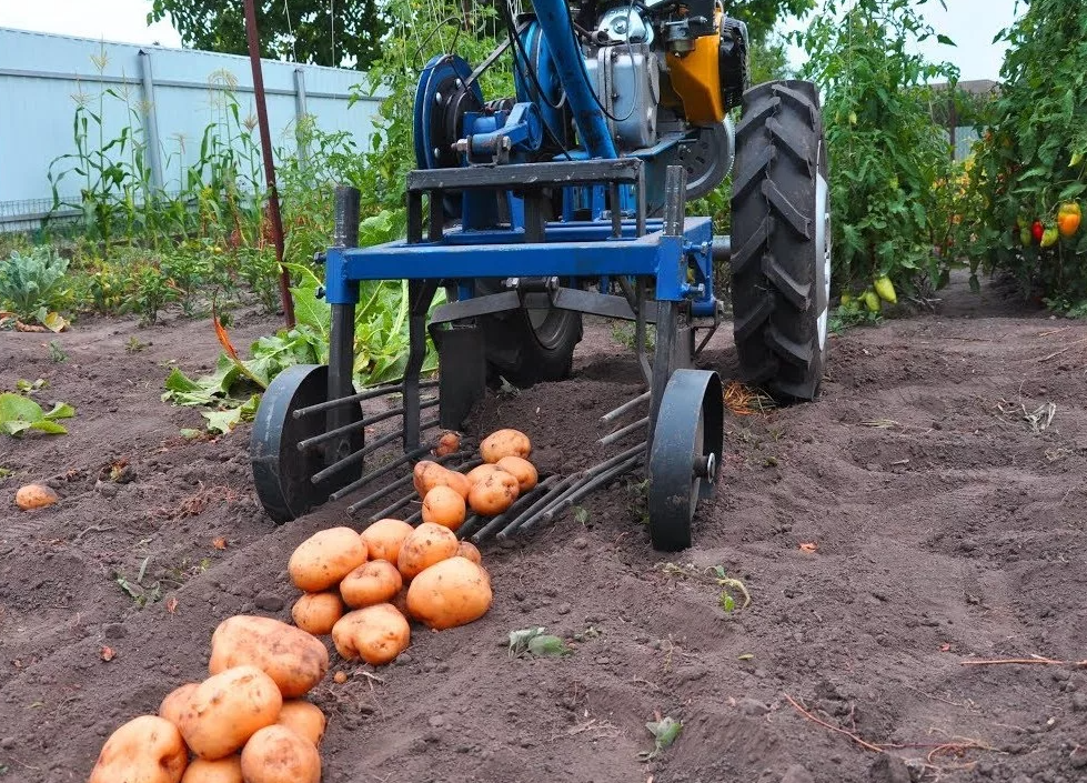 Источник https://agrogradt.com/wp-content/uploads/2021/09/kriterii-vybora-kartofelesazhalki.jpg
