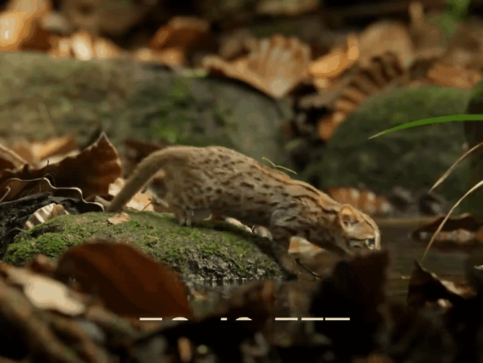 "Пятнашка" не боится воды