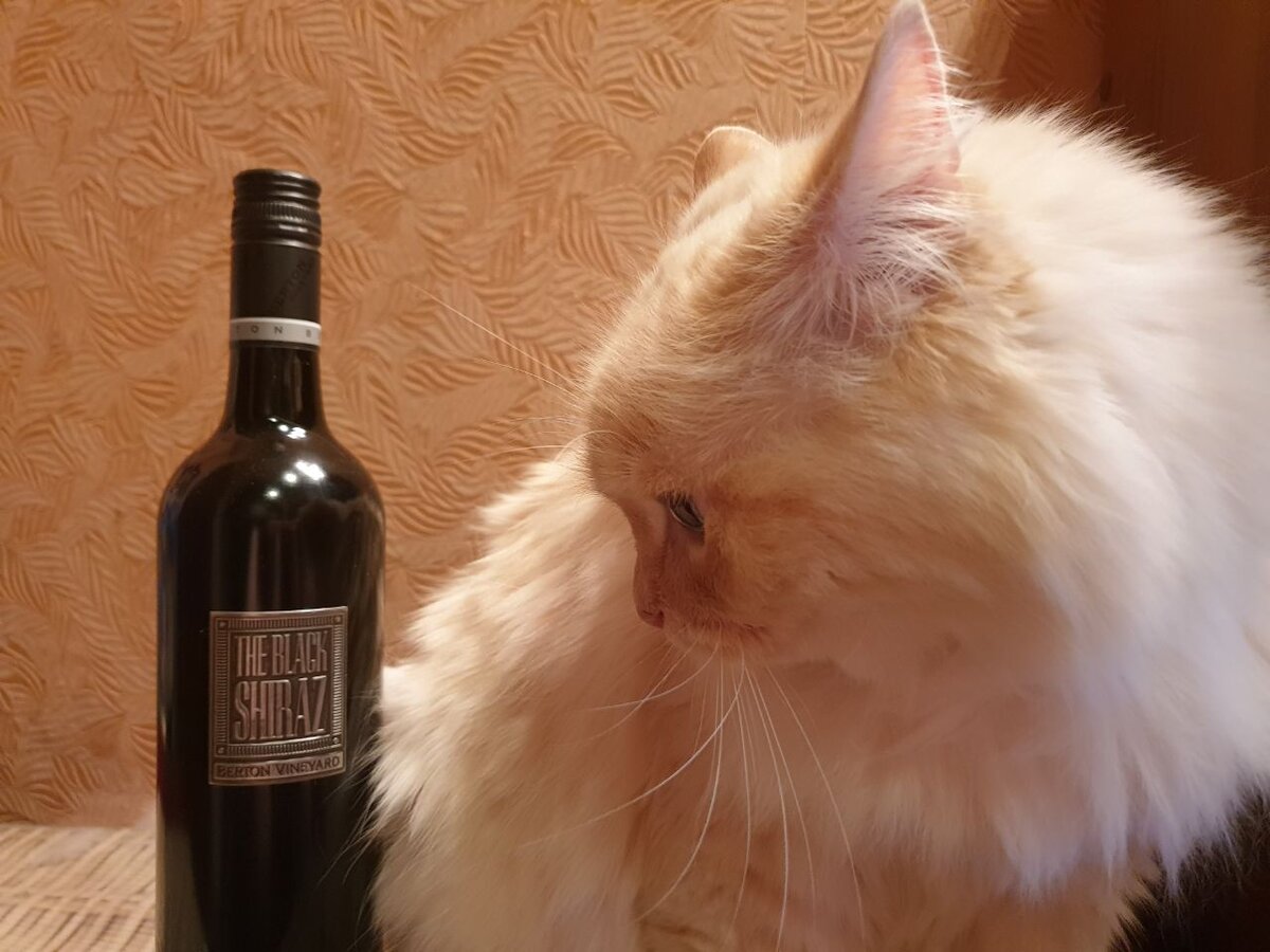 Кот оценивает вино The Black Shiraz Berton Vineyard