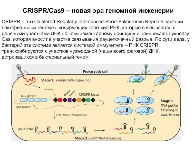 генная инженерия crispr cas9. редактирование генома с crispr/cas9. генетические ножницы crispr/cas9. Crispr-cas9 бактерии. криспер кас.
