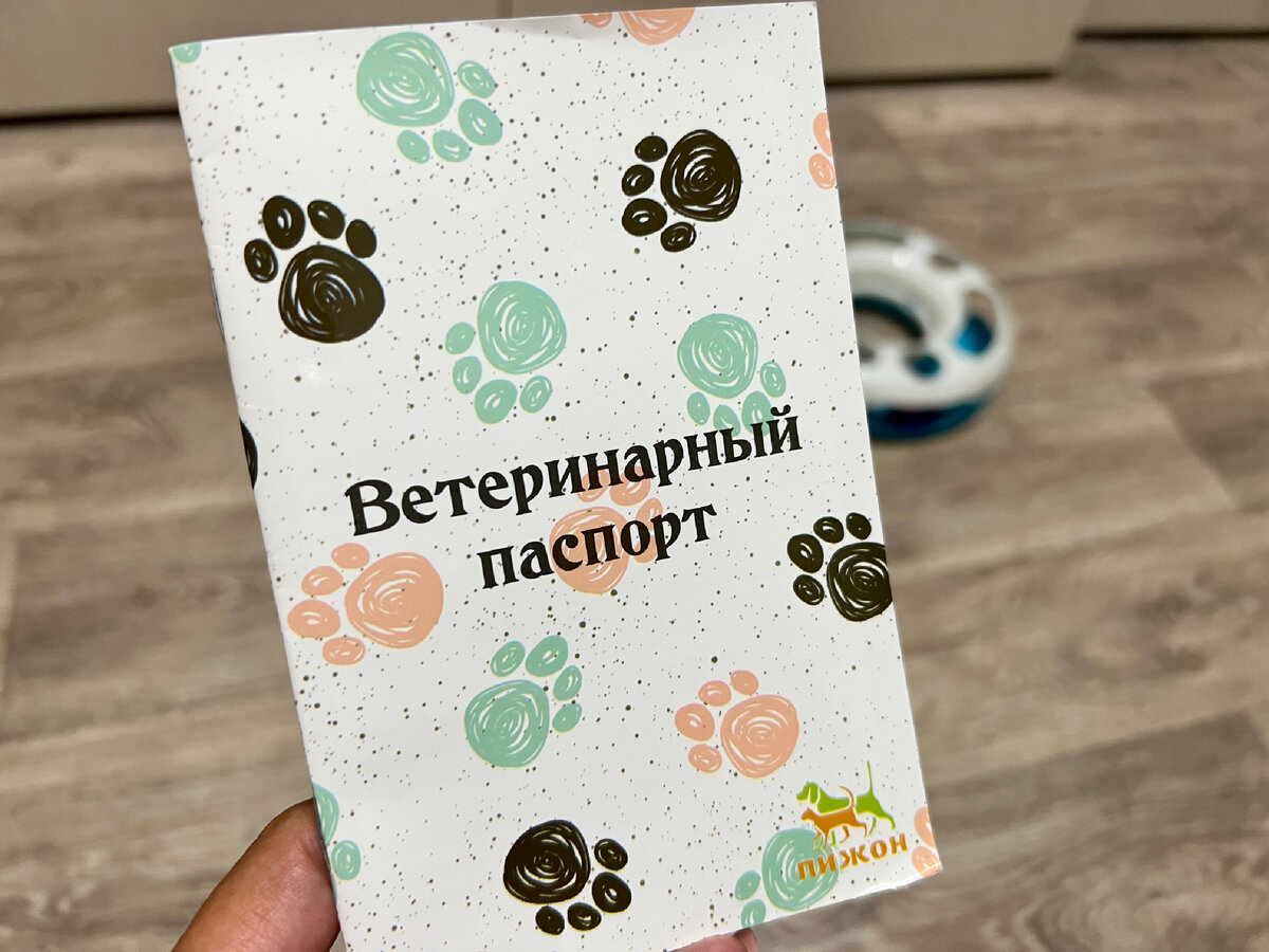 Усы, лапы и хвост: Как мы с котом через границу Россия-Абхазия переходили.  Обстановка на границе, поток туристов, путь домой (август 2022) | Зоркий |  Дзен