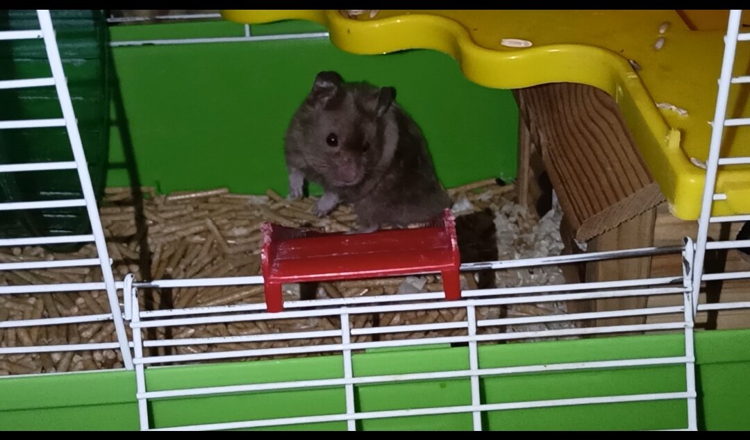 Ждем идеальных хозяев для хомяка