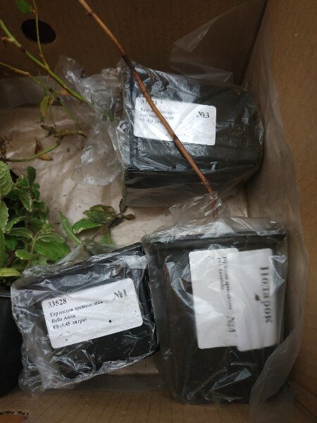 мои покупки