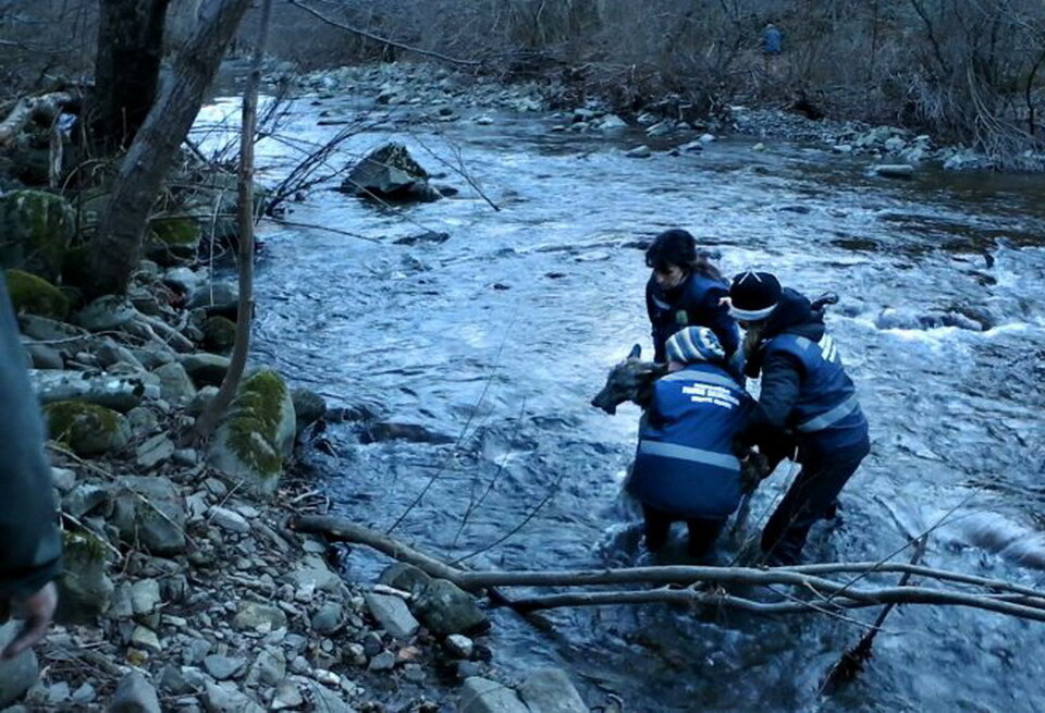 Спасатели вытаскивают волка из ледяной воды