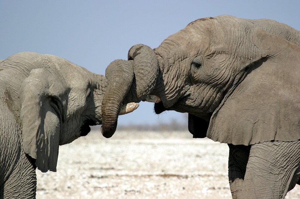 Слоны - самые крупные наземные животные на Земле