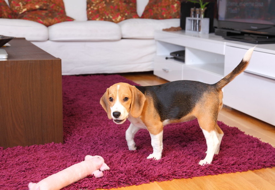     У соседей постоянно лает собака: что делать, куда жаловаться