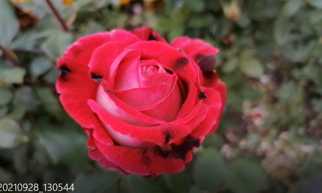 Роза сорт Шахматы (фото возле детской поликлиники) 