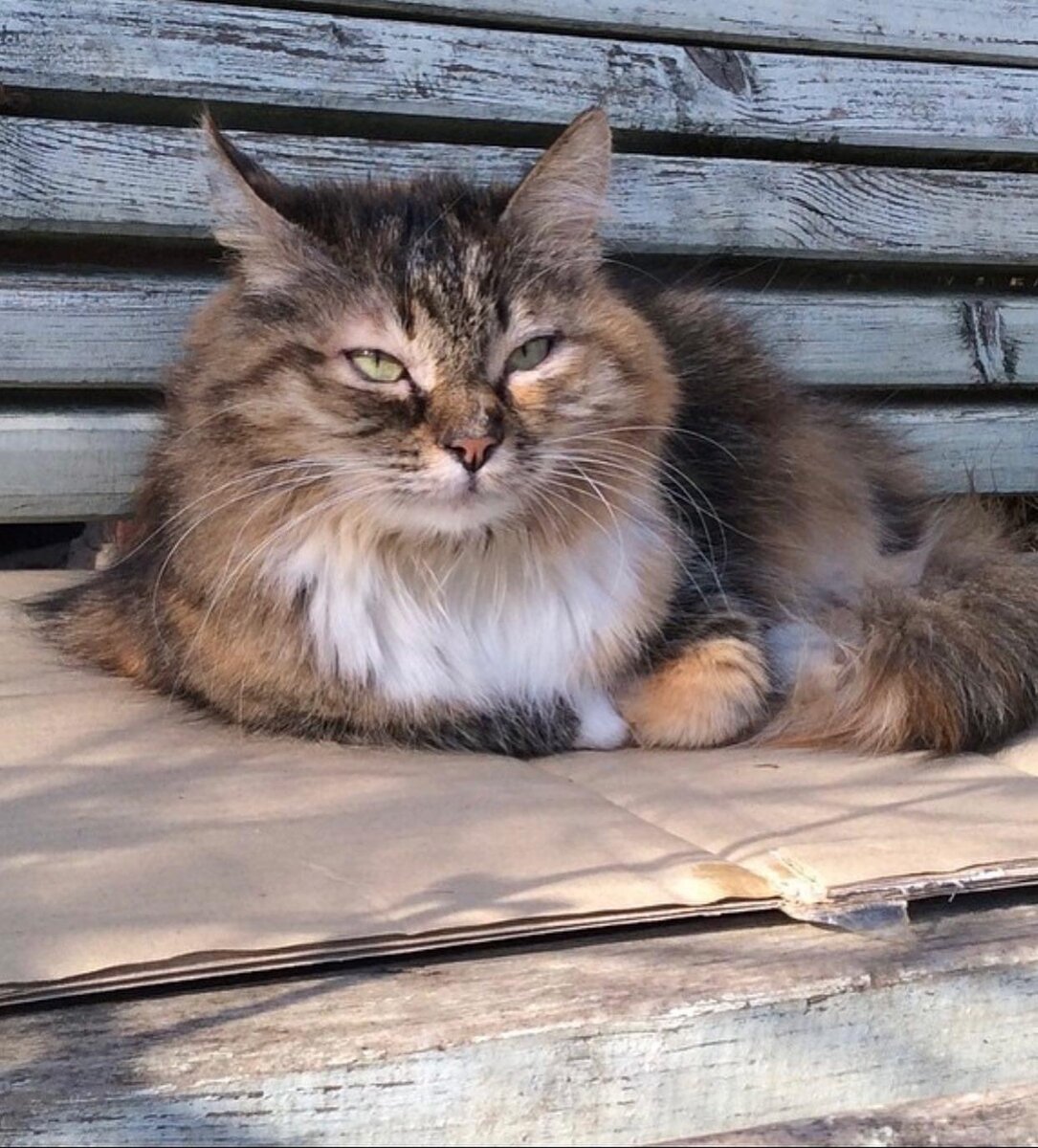 Греется на солнышке 