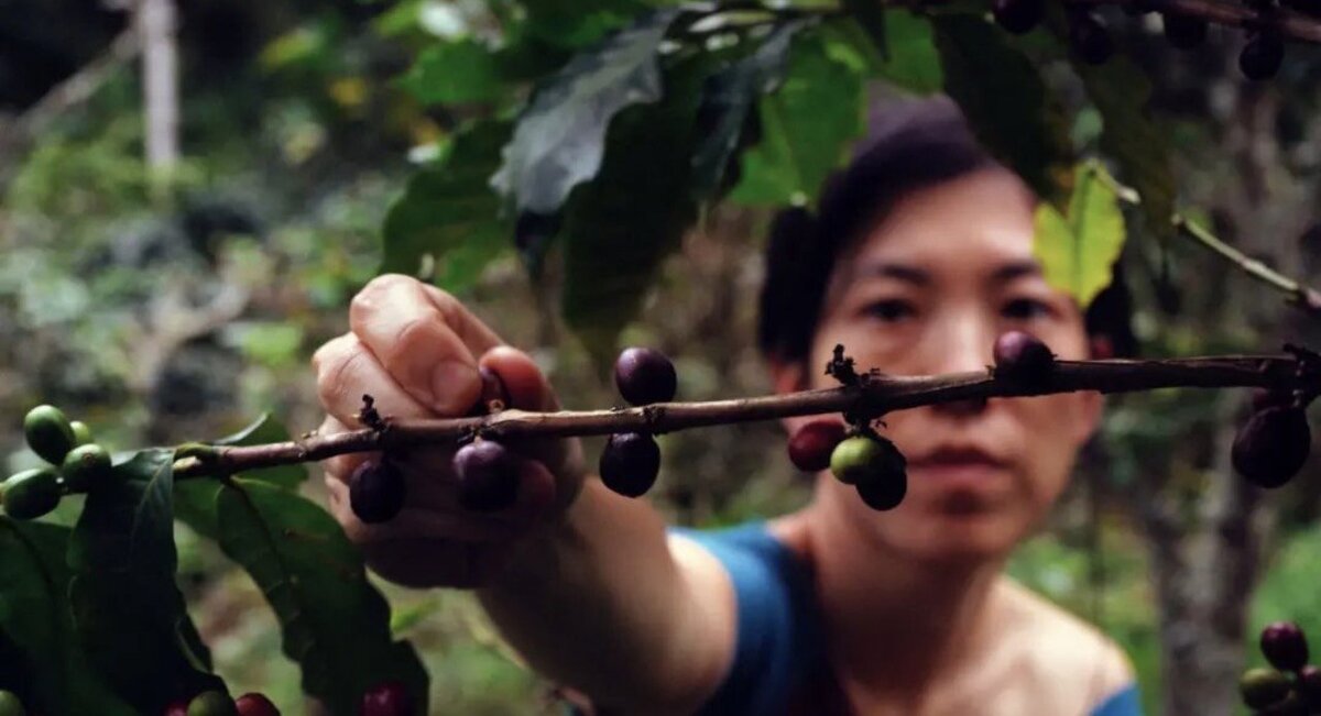 На фото, сделанном проектом Altano, процесс сбора ягод на одной из ферм в Колумбии. 