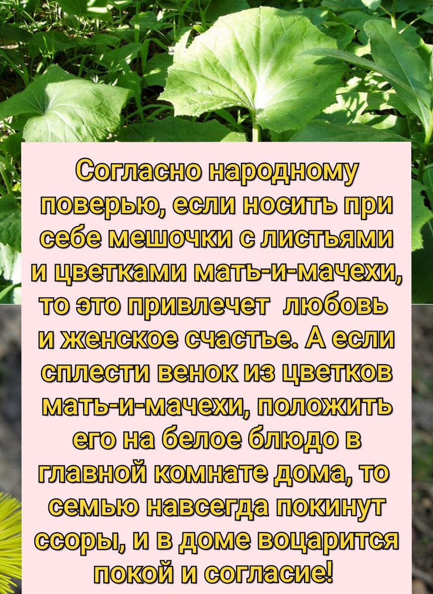 Поверье и легенда о мать-и-мачехе. Достаточно пролистнуть галерею, там будет продолжение