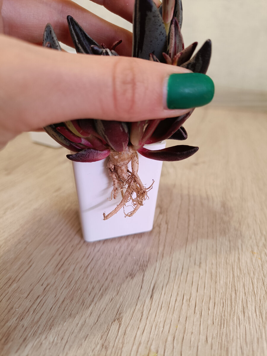 Горшок для Lenophyllum guttatum "Red variegata". Фото автора 