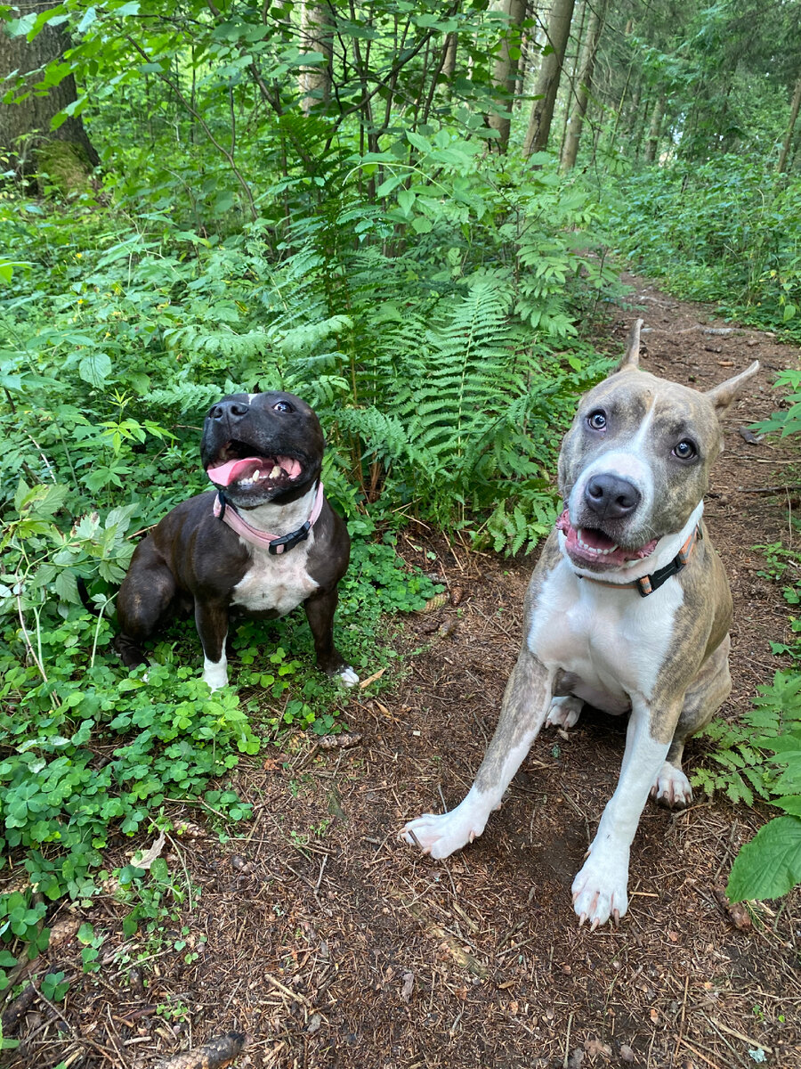 Самые опытные садоводы