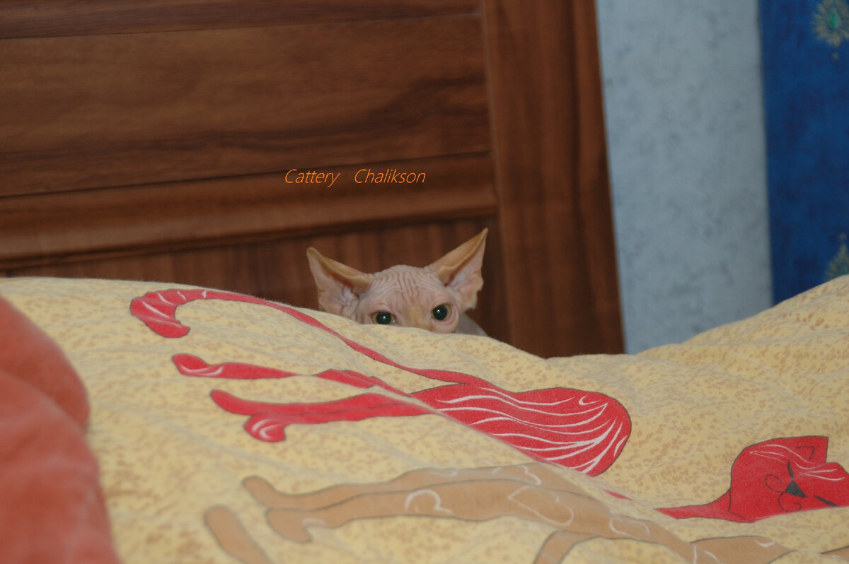 Веселые игры Рыжика из питомника #сфинксов Чаликсон