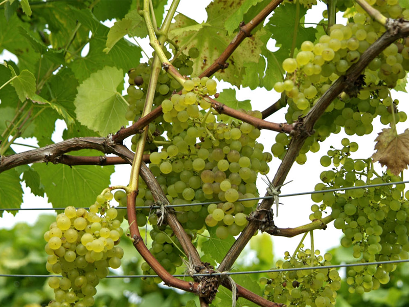 Все, что нужно знать об арках для винограда