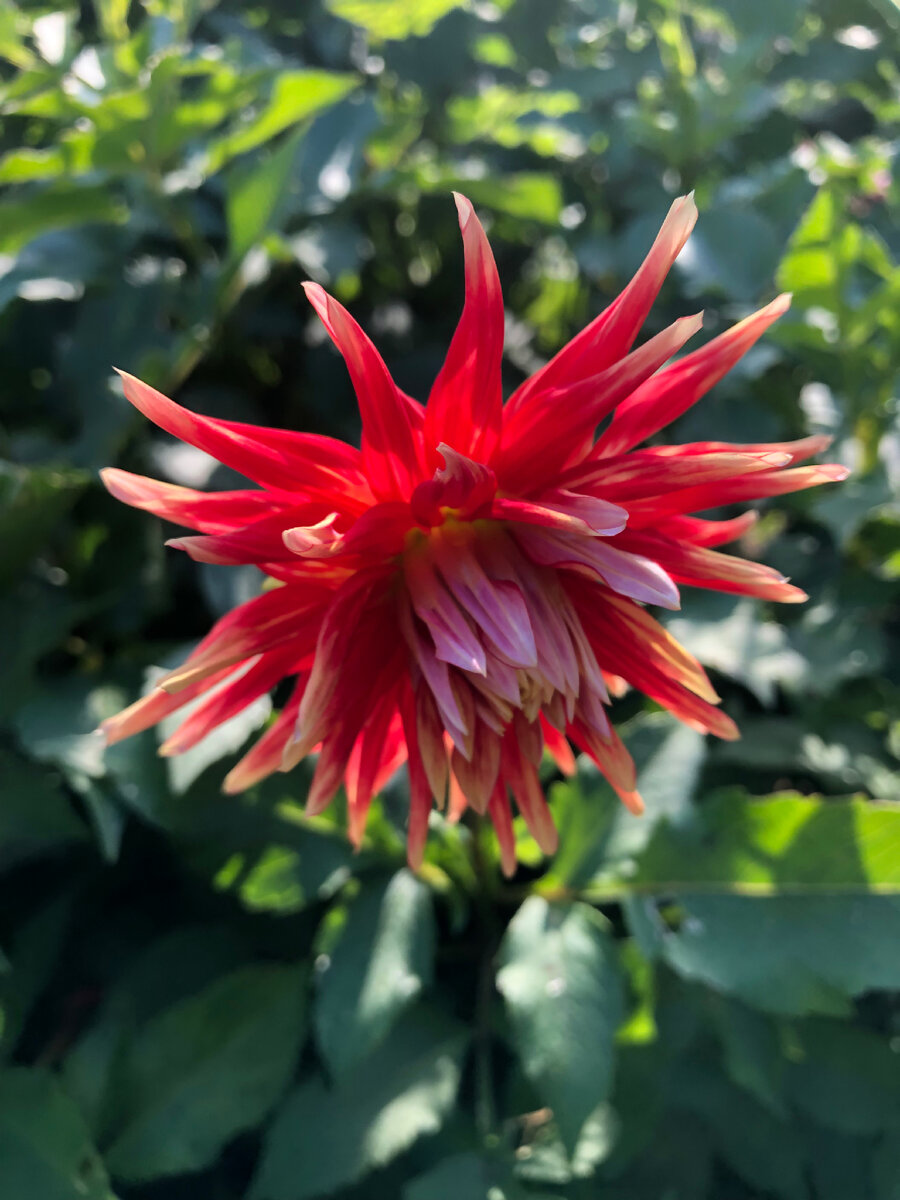 Decorative Dahlia Double Shine