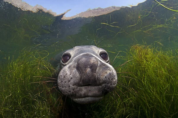 Ориентироваться под водой животным помогают вибриссы — плотные усы на мордочке. 
