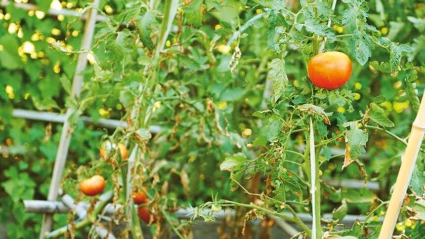 Можно легко ускорить процесс созревания помидоров, и ответить на вопрос:почему 🍅 созревают неравномерно