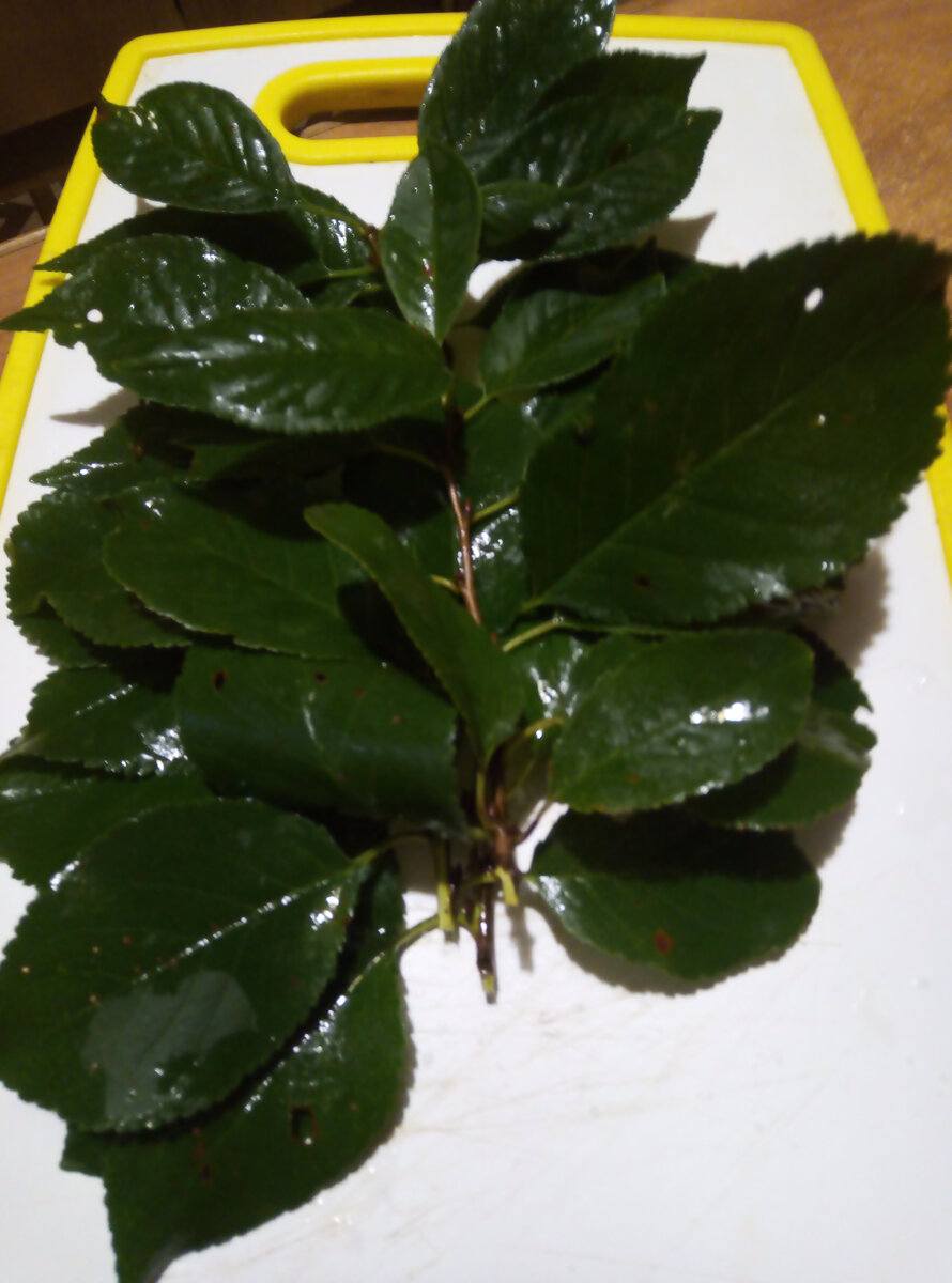 Листья вишни.