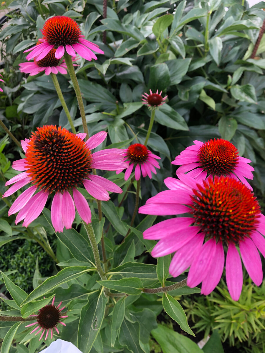 Echinacea Aloha