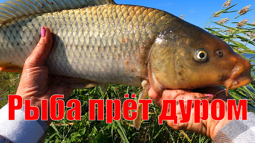 Баня Рыбалка Грибы Скачать Песню | Дзен