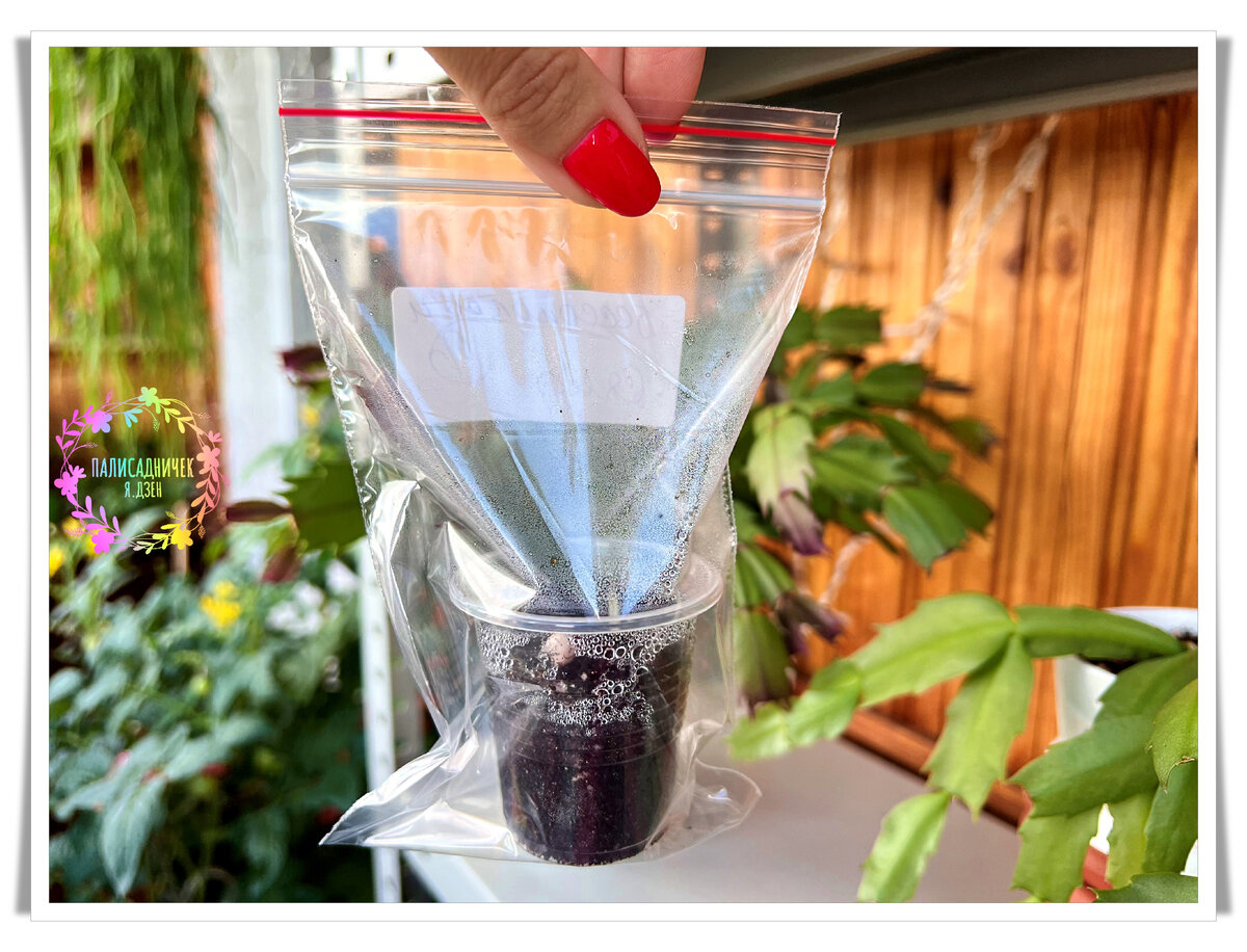 Притащила на балкон, чтобы рассмотреть получше ))