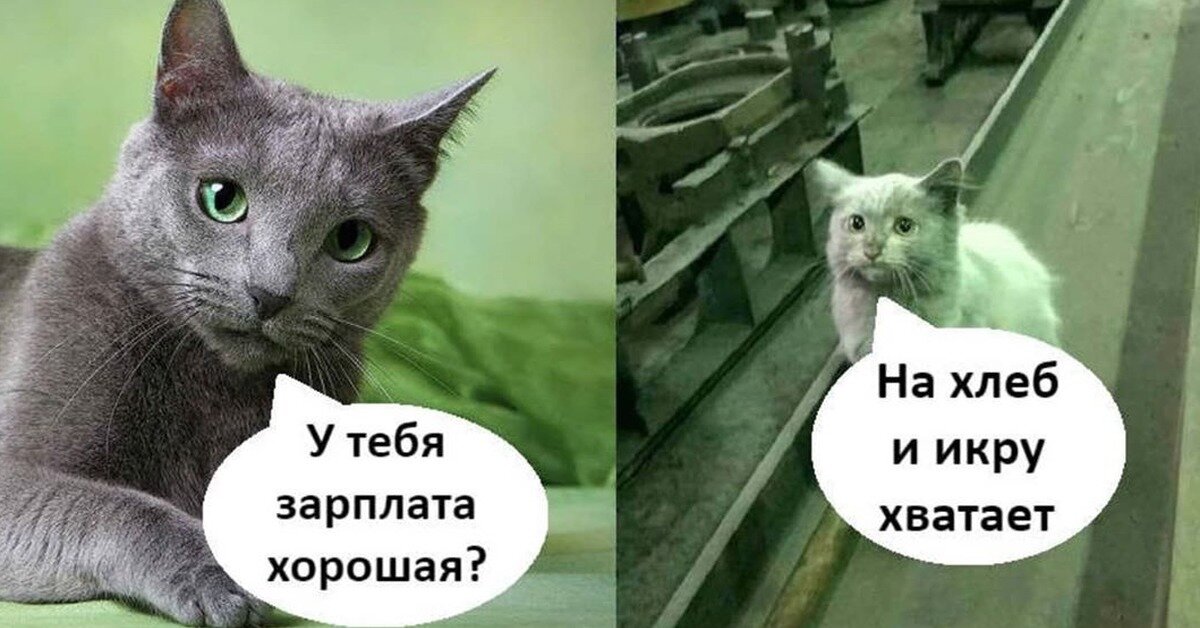 Пин от пользователя Cherry Perry на доске мемные животные Мемы про котов, Мемы, 