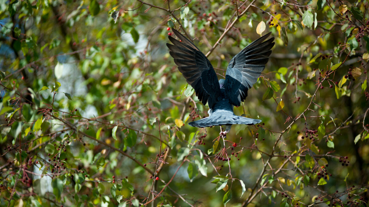 Еще не «бабье лето»: в Удмуртии 1 сентября и в выходные потеплеет до +22 градусов