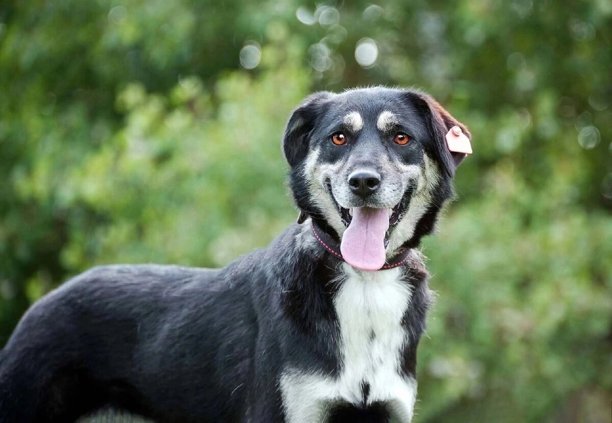 Нёльсинма пон - четырёхглазая собака